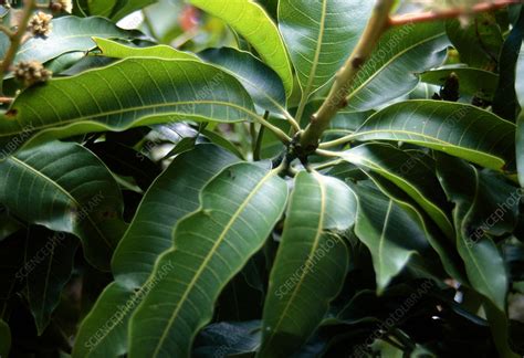 Zynamite Mangifera Indica