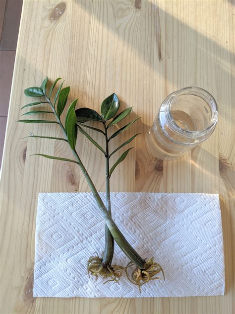 Zz Plant Stem Support