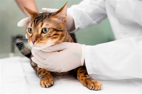 โรคหัดแมวเกิดจากอะไร