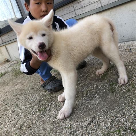 岡山県 子犬