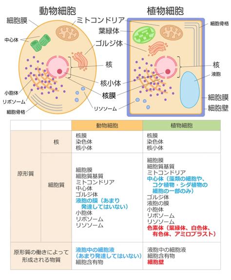 核と細胞質の位置の違い