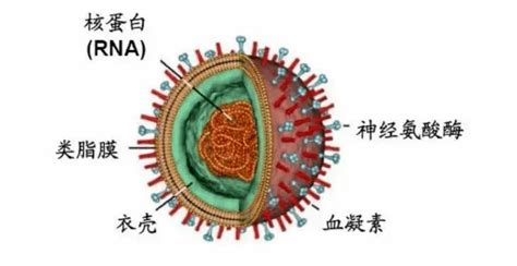 甲型流感病毒的基本结构