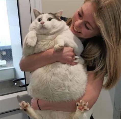 胖貓