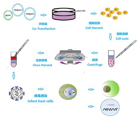 腺病毒转染细胞