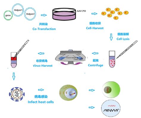 腺病毒转染细胞步骤及方法