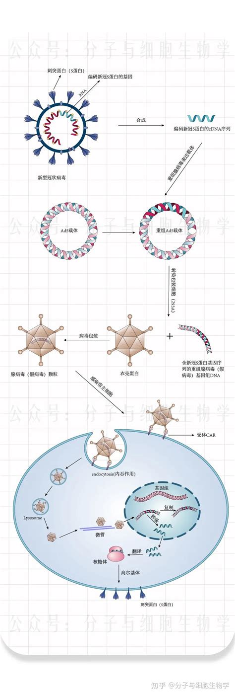 腺病毒载体疫苗