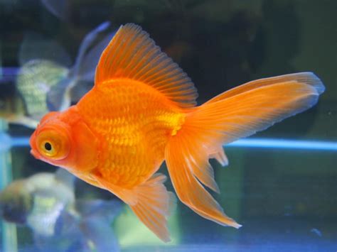 金魚の種類