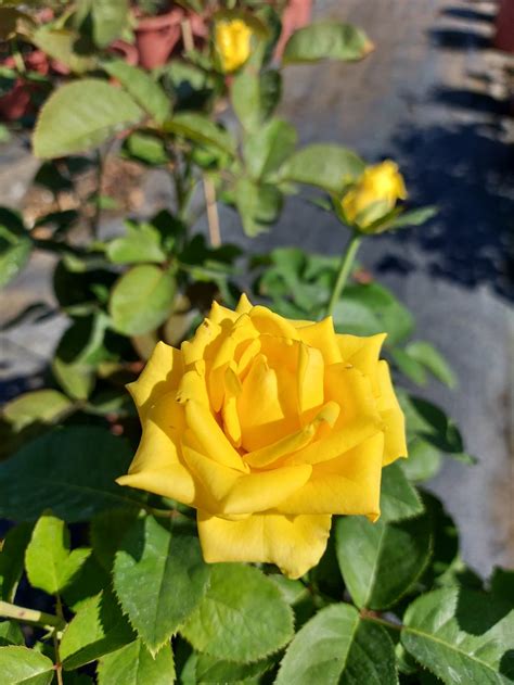 黃金甲玫瑰